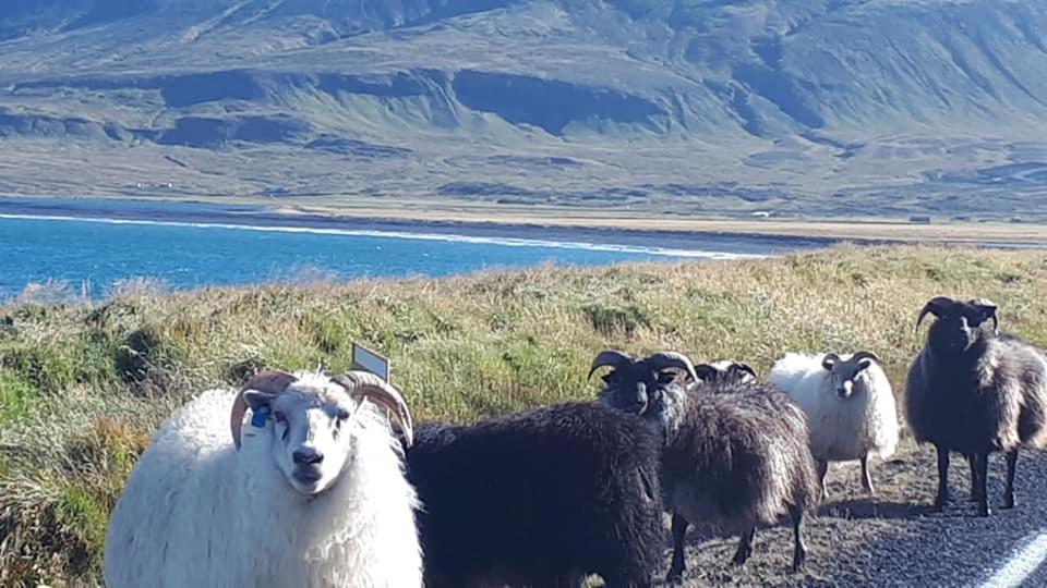 Bikers Paradise Ólafsvík Екстериор снимка